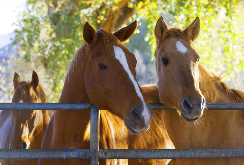 Equine Health Trends